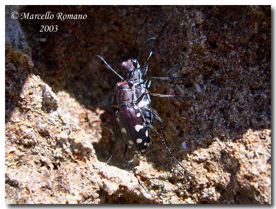 Omaggio alla pi bella cicindela di Sicilia: Calomera lugens